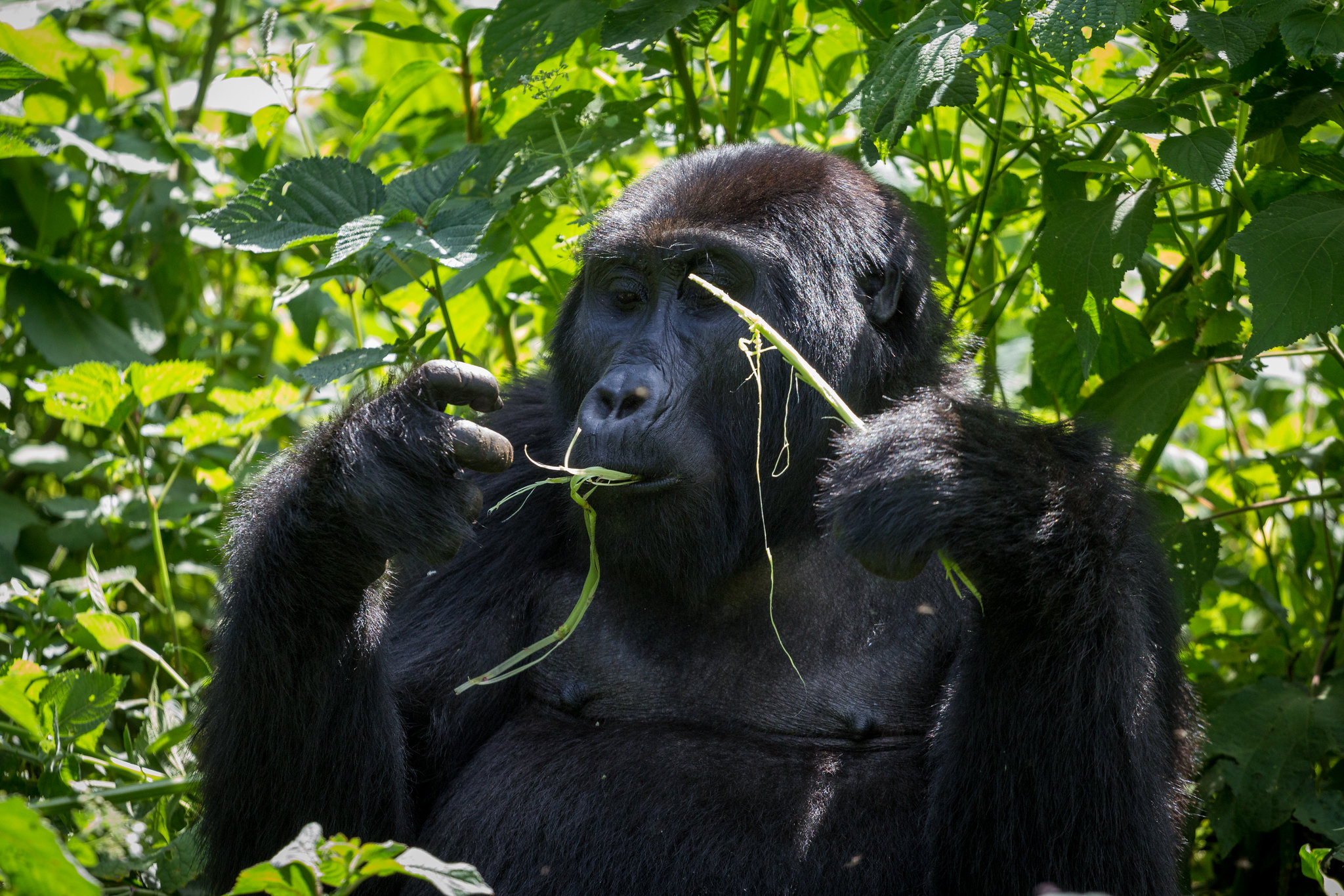 4 Days Rwanda Gorilla Tracking Lake Kivu Tour Rwanda Safaris