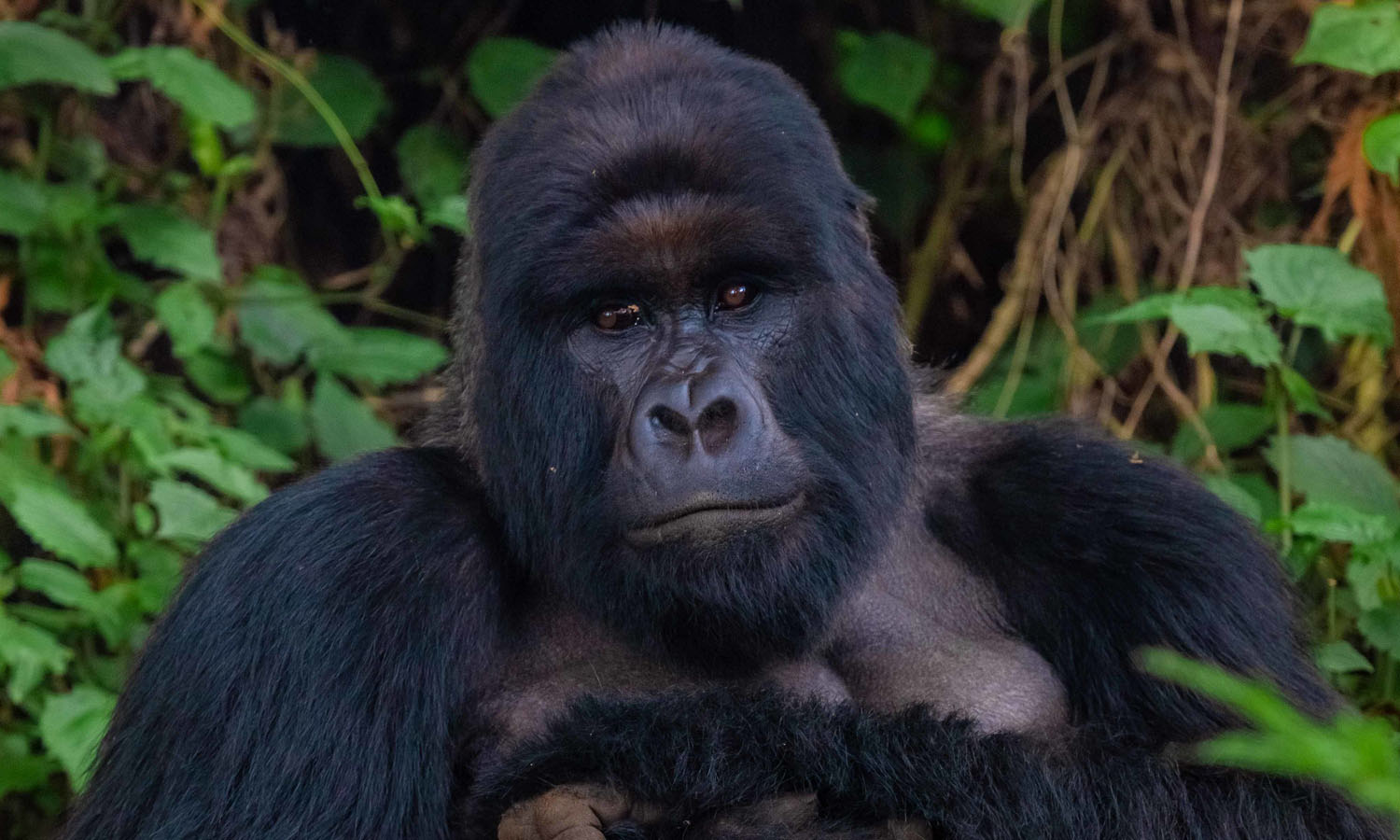 Heritage Safaris Rwanda