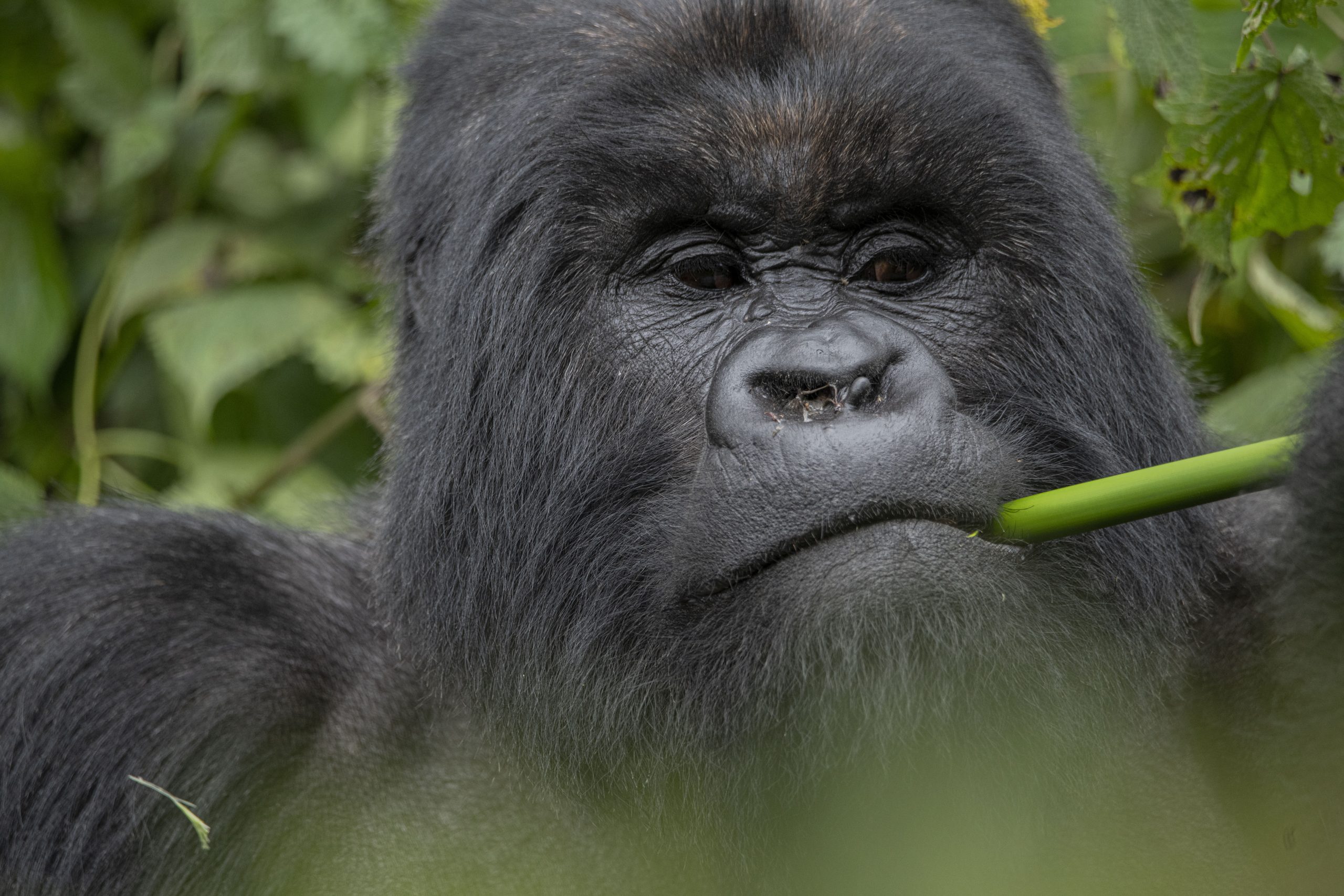 how-old-should-a-child-be-to-go-for-gorilla-trekking-heritage-rwanda