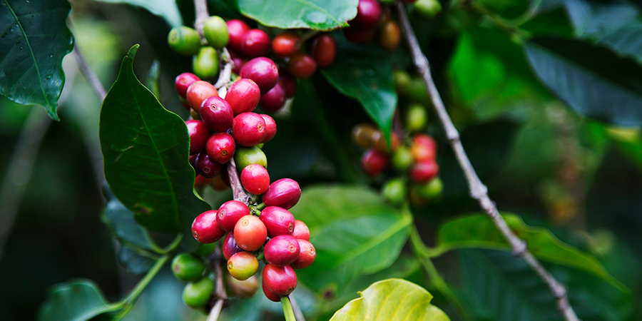 Coffee Tour in Rwanda | Heritage Rwanda Safaris.